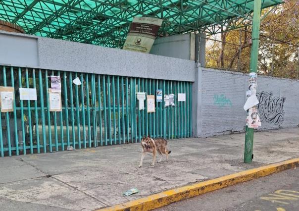 Escapa lobo del Zoológico de Aragón; lo capturan en alcaldía GAM