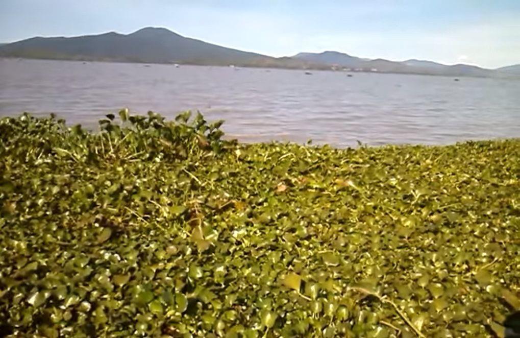 Grandes partes del lago están invadidas de lirio acuático.. Foto: Especial