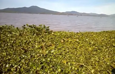 Advierten posible desaparición del Lago de Pátzcuaro para el 2030