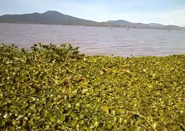 Advierten posible desaparición del Lago de Pátzcuaro para el 2030