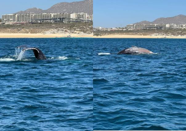 Rescatan a ballena enmallada en Los Cabos