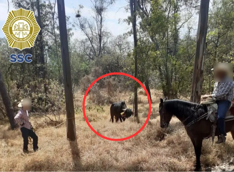 ¡No me lo vas a creer! un toro no me dejaba entrar a la escuela