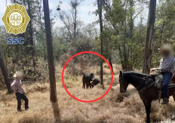 ¡No me lo vas a creer! un toro no me dejaba entrar a la escuela