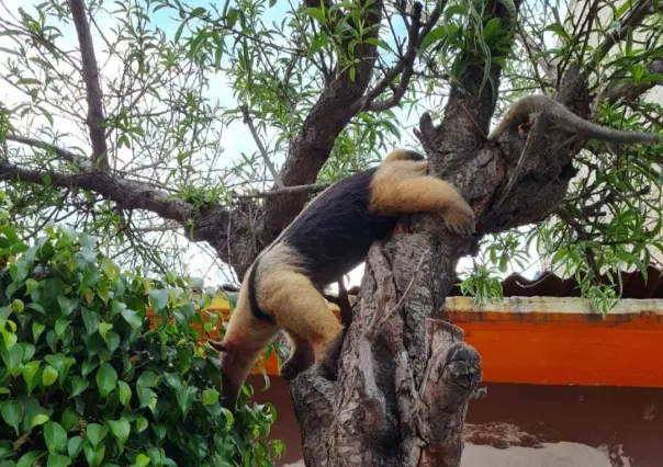 Rescatan a oso hormiguero en Nezahualcóyotl