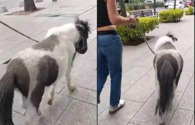 ¿Mascota excéntrica? Pasea mujer a su pony por calles de Polanco (VIDEO)