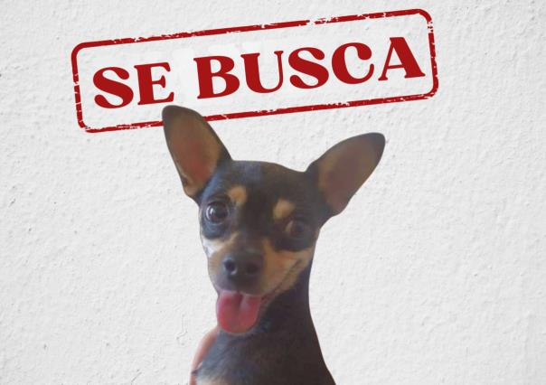 Buscan a Poly, perrita que se perdió en Guadalupe