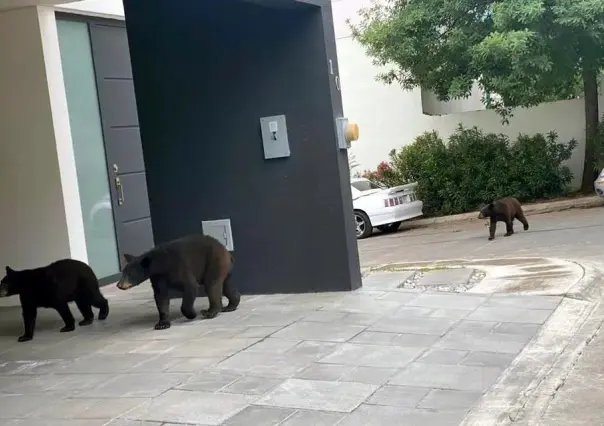 Avistan osos en la colonia Lomas del Hípico, en Monterrey (VIDEO)