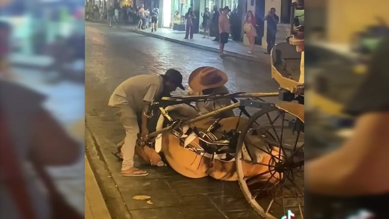 El incidente con el equino se registró en la calle 62 de primer cuadro de la ciudad Fotos: Redes sociales