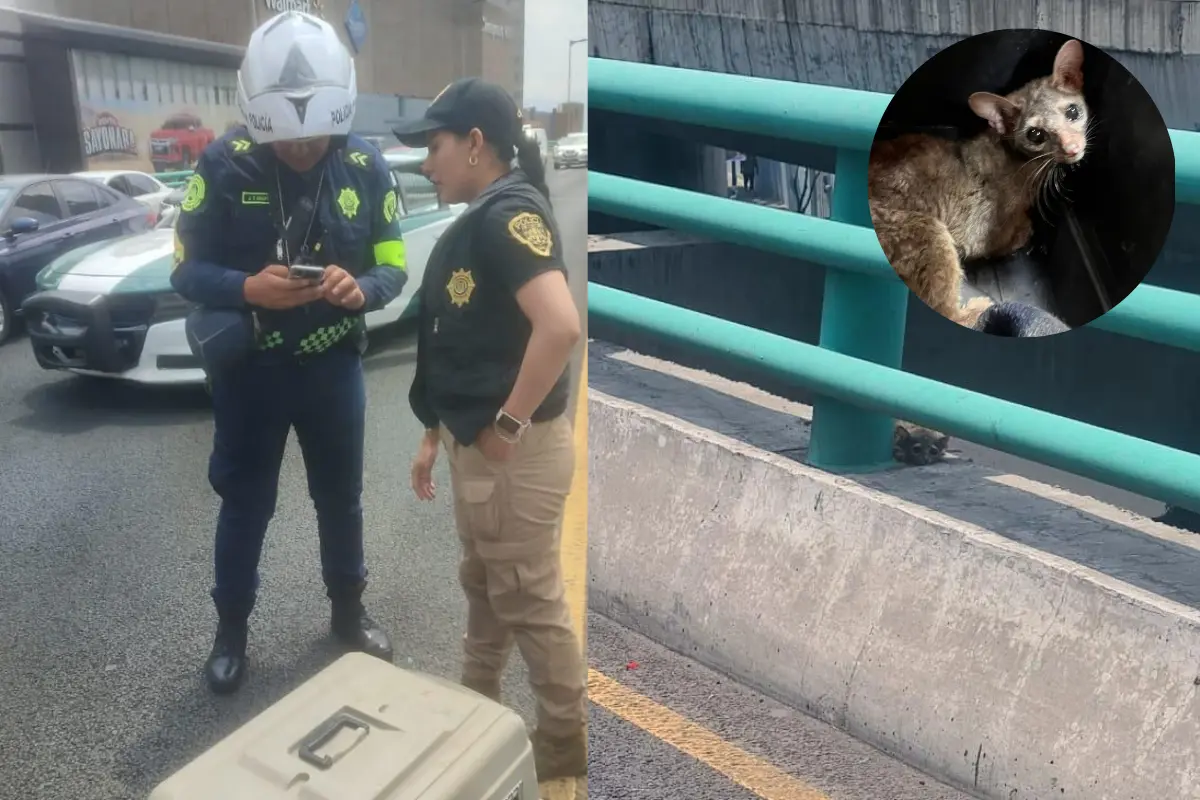 Personal de la SSC rescata a Cacomixtle herido en Periférico. Foto: Ramón Ramírez