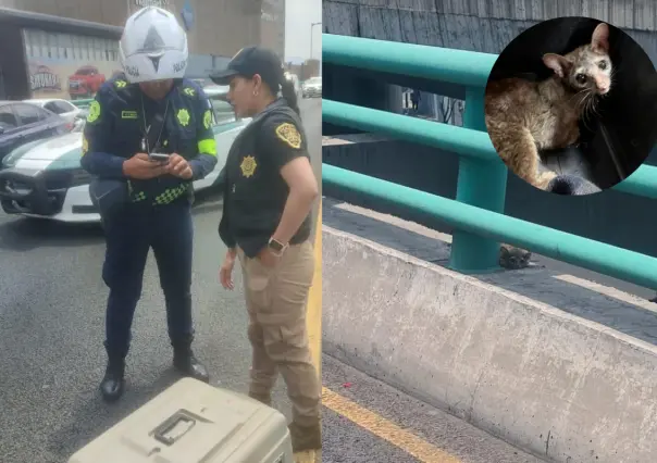 Personal de la SSC rescata a cacomixtle herido en Periférico