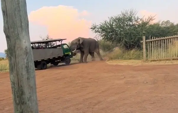 Ataca elefante a pasajeros en camión de safari (VIDEO)