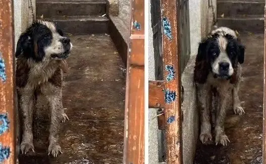 La dependencia difundió fotografías en redes sociales donde se ve al can haber pasado días bajo la lluvia. Foto: Redes Sociales.