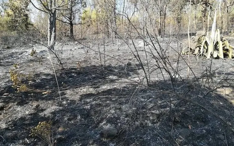 El bosque de los Remedios tiene 114 hectáreas y solo el 2% está en buena conservación. Foto: Gob de Naucalpan