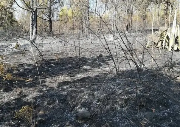 Incendios forestales destruyen el Parque Nacional de los Remedios