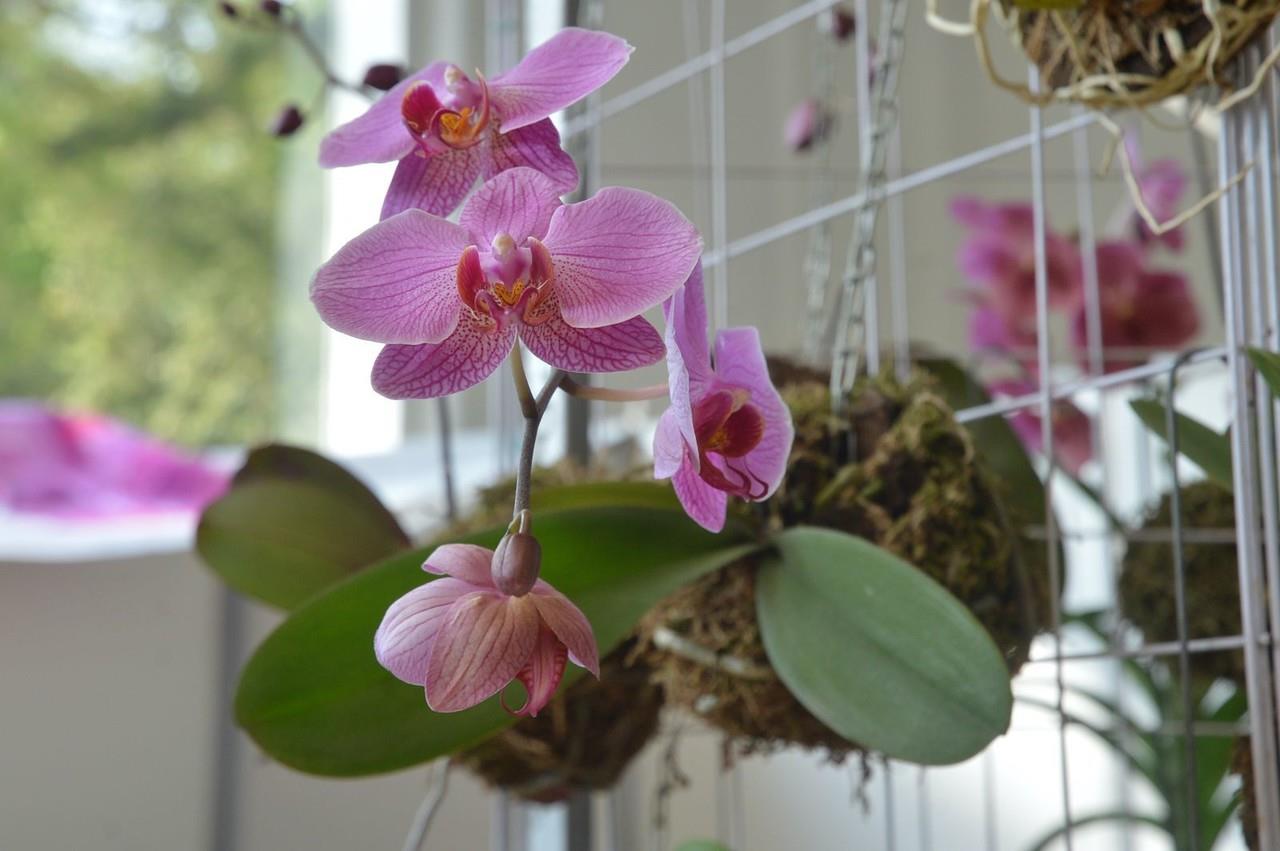 Orquídea en exposición Festival Internacional de la Orquídea. Foto tomada de: POSTA MÉXICO.