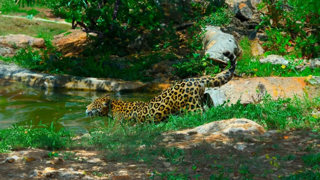 Descubre VallaZoo, reserva de fauna silvestre en Valladolid, Yucatán