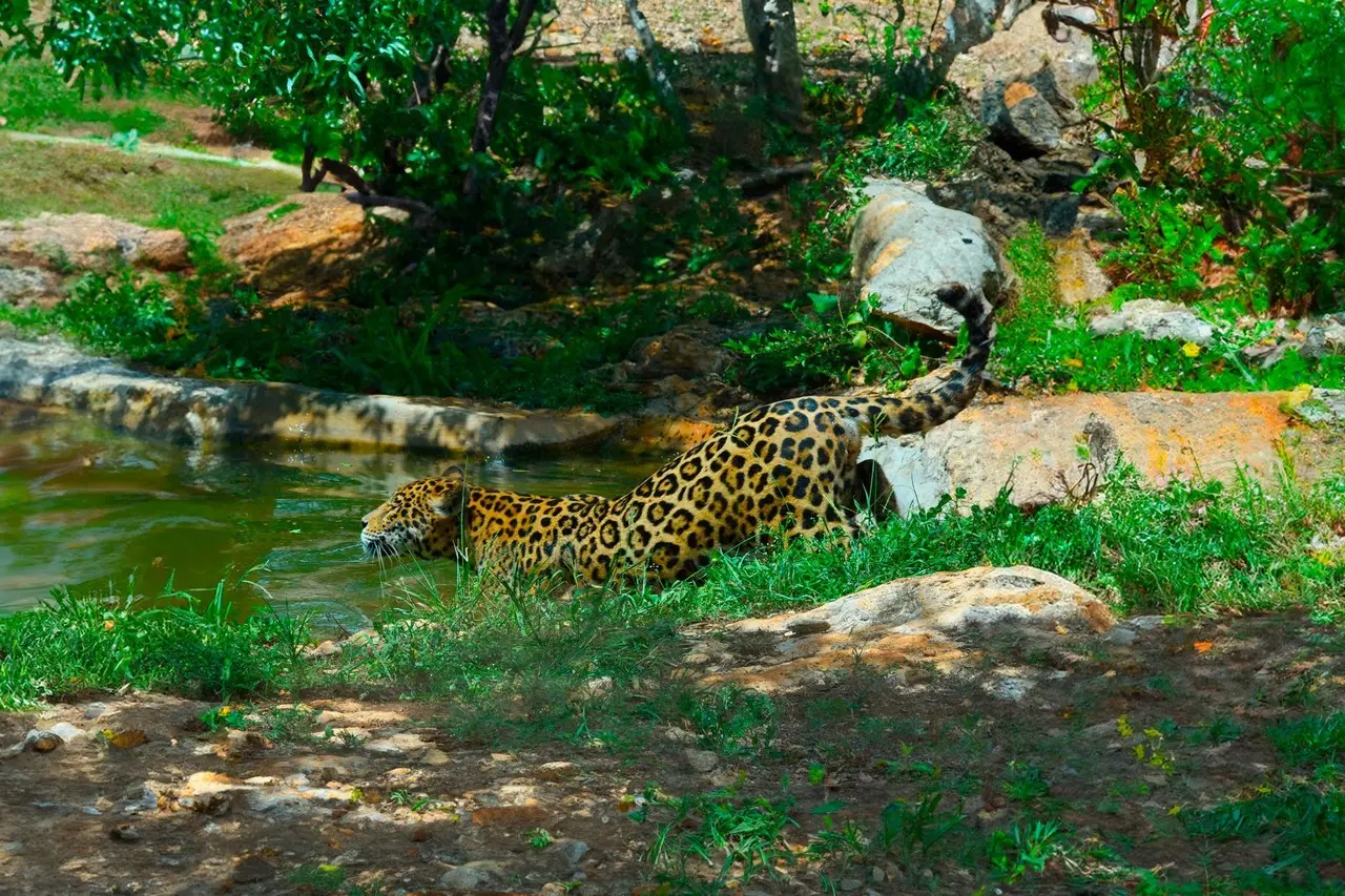 VallaZoo permite convivir con animales rescatados Fotos: Cortesía