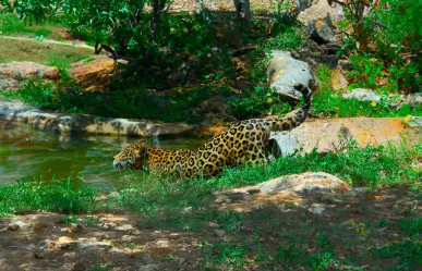 Descubre VallaZoo, reserva de fauna silvestre en Valladolid, Yucatán