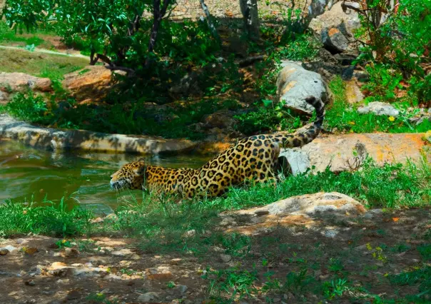 Descubre VallaZoo, reserva de fauna silvestre en Valladolid, Yucatán