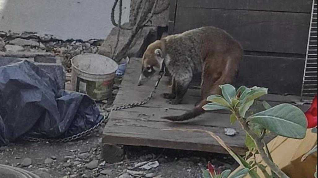 Indignación en Ciudad Victoria; amarran a coatí en casa