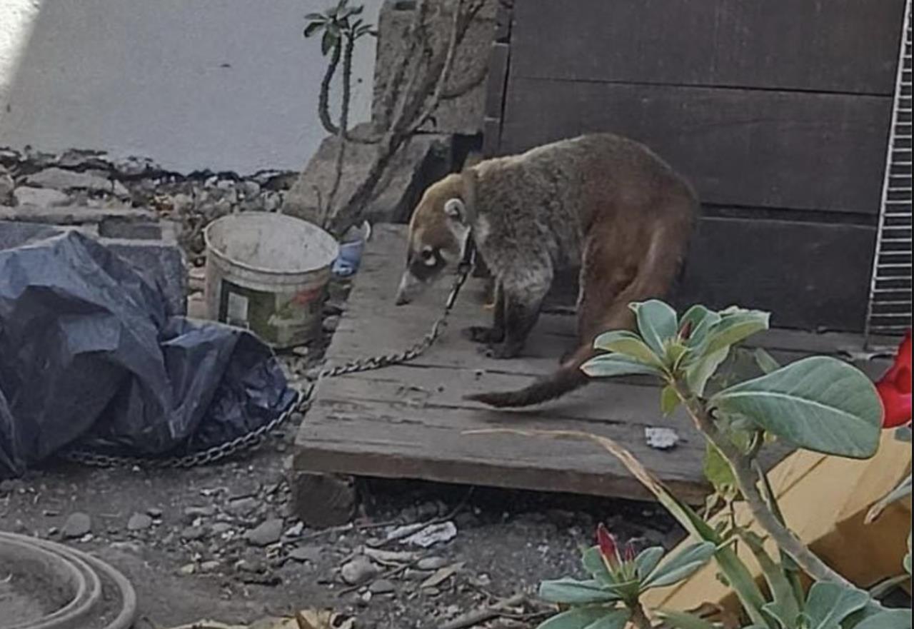 Denuncian maltrato contra coatí en una casa. Foto: Redes Sociales