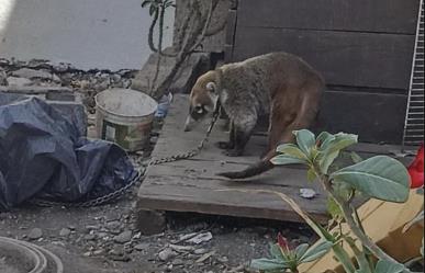 Indignación en Ciudad Victoria; amarran a coatí en casa