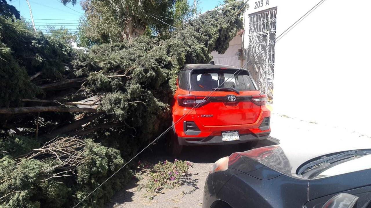 Derriban vientos 17 árboles y 10 anuncios en Durango