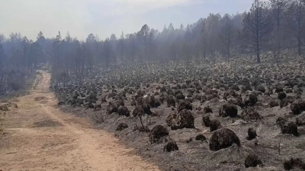 Suman 25 incendios forestales activos en Edoméx, van en aumento