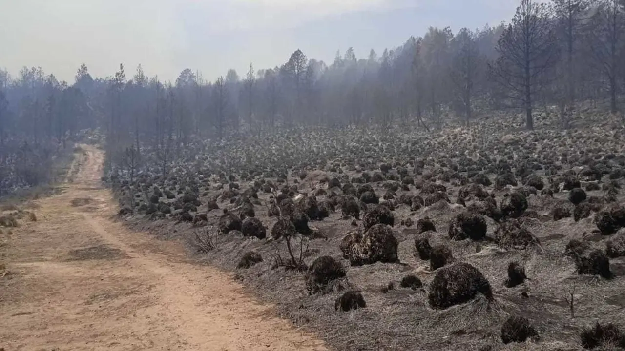 Los incendios forestales siguen en aumento en Edoméx, son 25 activos. Foto: FB Abraham Sainos