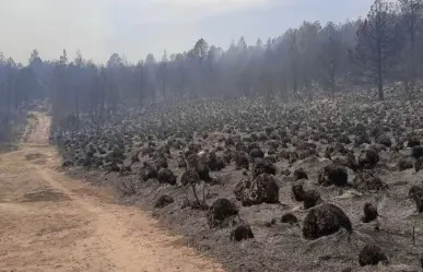 Suman 25 incendios forestales activos en Edoméx, van en aumento