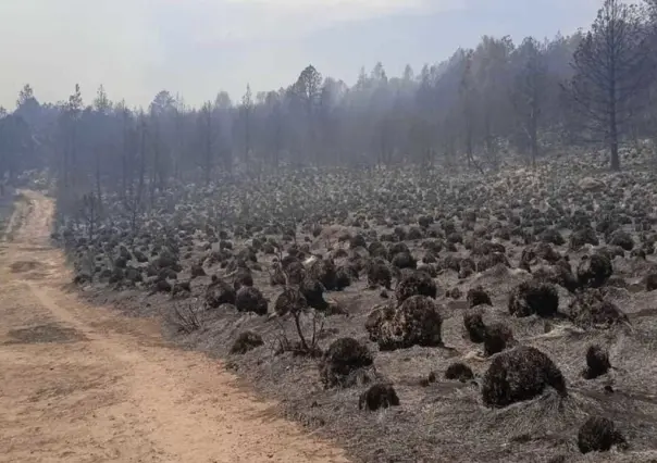 Suman 25 incendios forestales activos en Edoméx, van en aumento