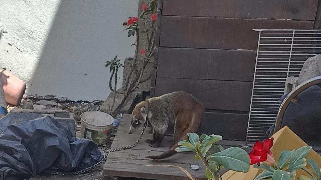 Denuncian Coatí amarrado en casa de Victoria