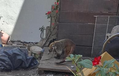 Denuncian Coatí amarrado en casa de Victoria