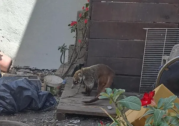 Denuncian Coatí amarrado en casa de Victoria