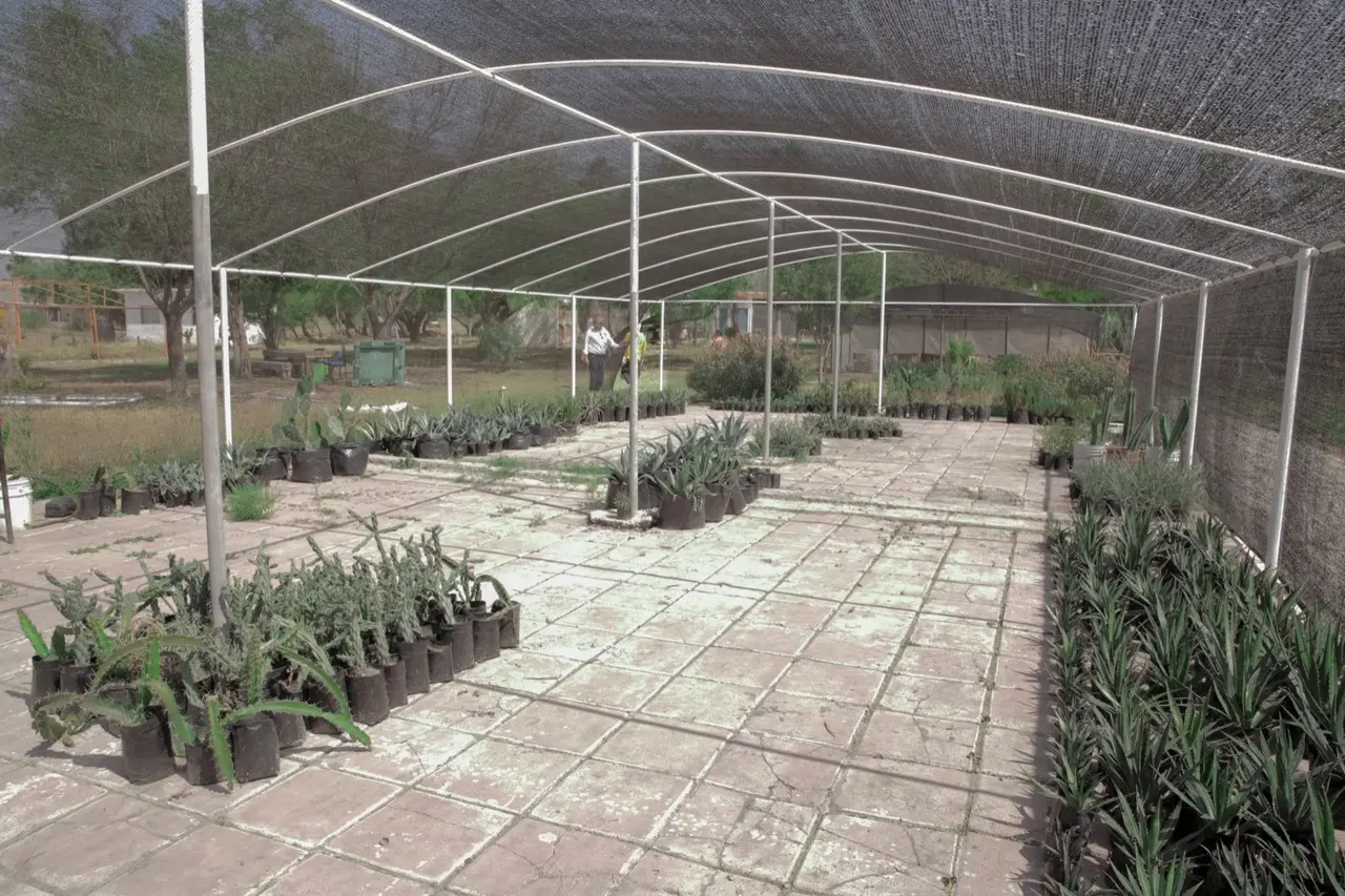 Los  jardines etnobiológicos de la UANL tienen como objetivo principal conocer y preservar las especies de importancia alimenticia, ornamental-ecológica y medicinal, entre otras. Foto: UANL