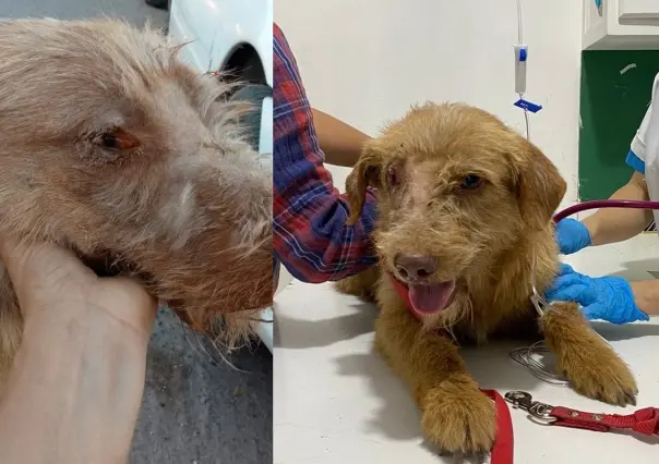 Urge apoyo para perrito, necesita quimioterapias por tumor venéreo transmisible