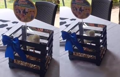 Usan pollitos como centros de mesa en fiesta, enfurecen en redes sociales