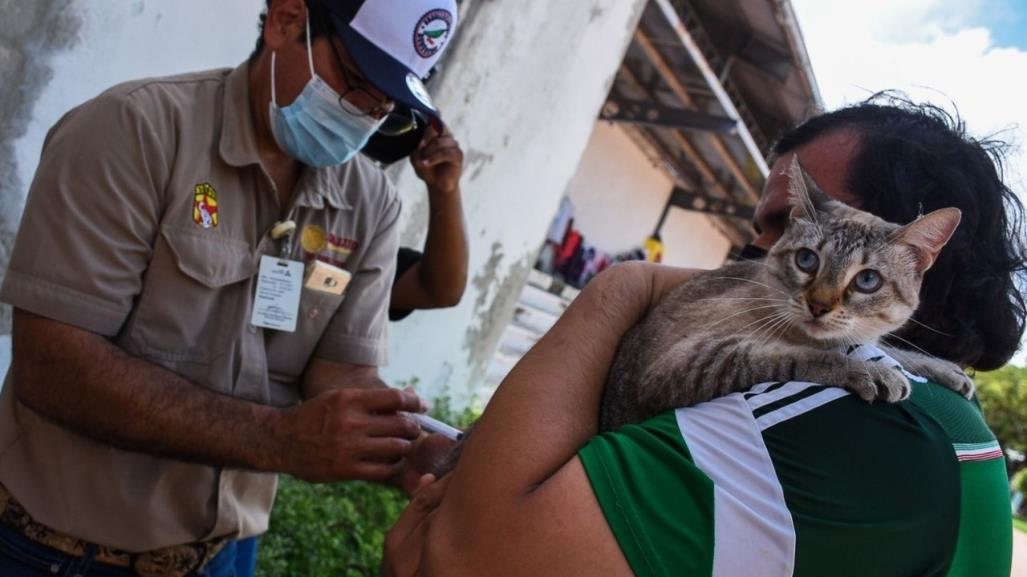 Muere abuelito que fue mordido por un gato con rabia