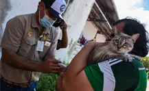 Muere abuelito que fue mordido por un gato con rabia Muere abuelito que fue mordido por un gato con rabia