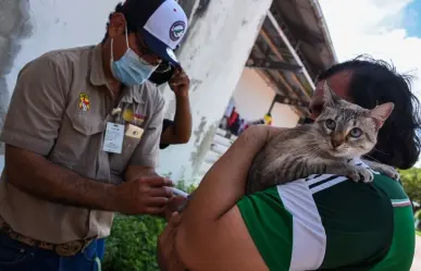 Muere abuelito que fue mordido por un gato con rabia