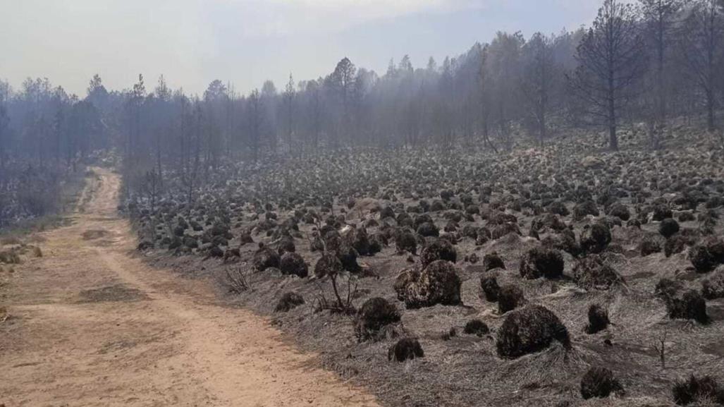 Cuida el medio ambiente: Tips para evitar incendios forestales