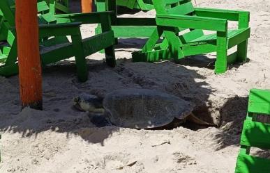 Arriban primeras tortugas Lora para desovar en Playa Miramar