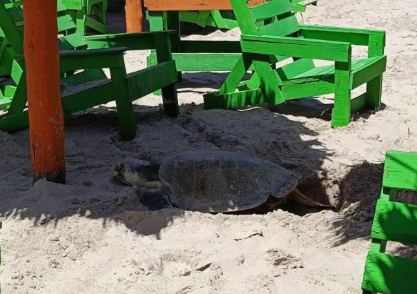 Arriban primeras tortugas Lora para desovar en Playa Miramar