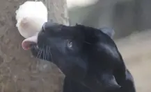 Hidratan a animales del Zoológico del Centenario de Mérida con paletas de hielo