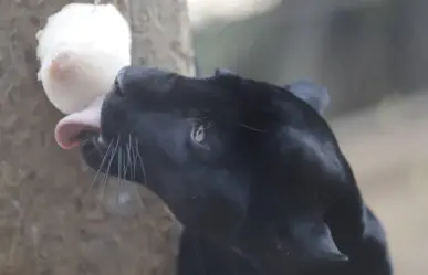 Hidratan a animales del Zoológico del Centenario de Mérida con paletas de hielo