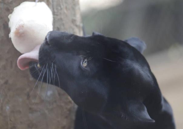 Hidratan a animales del Zoológico del Centenario de Mérida con paletas de hielo