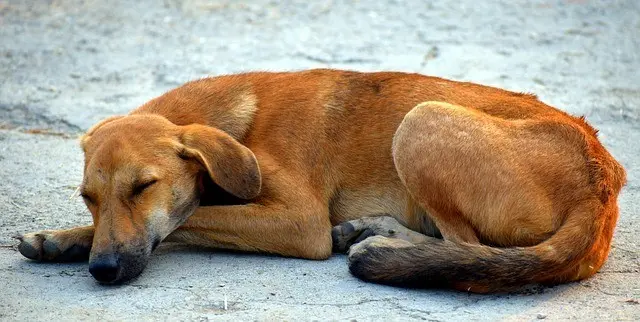 En lo que va del año se han recibido 93 quejas por maltrato animal informó la autoridad ambiental. Foto: Especial.