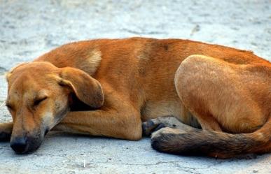 ¿Sabes cuánto cuesta una multa por maltratar a un animal?