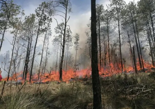 Son 18 incendios forestales activos en el Estado de México