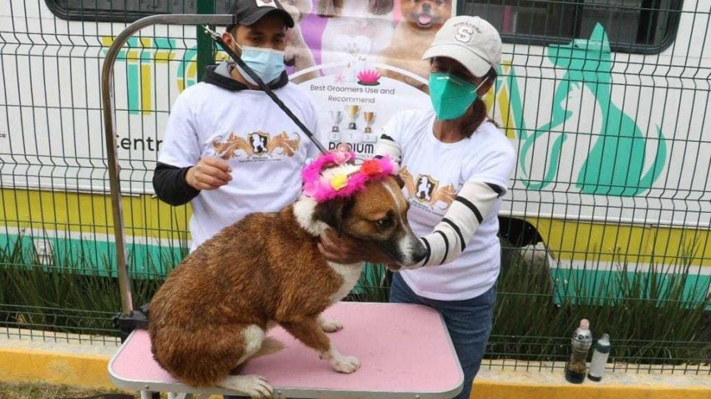 Perritos rescatados en Toluca, listos para buscar un nuevo hogar